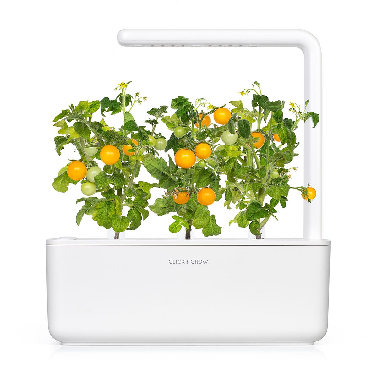 Yellow Mini Tomato Plant Pods 9-pack / Mini Tomato (Lycopersicon esculentum) - Grow superfood at home.