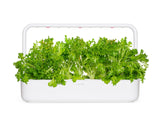 Oakleaf Lettuce Plant Pods 9-pack