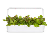 Red Lettuce Plant Pods 9-pack / Red Lettuce Plant Pods 9-pack