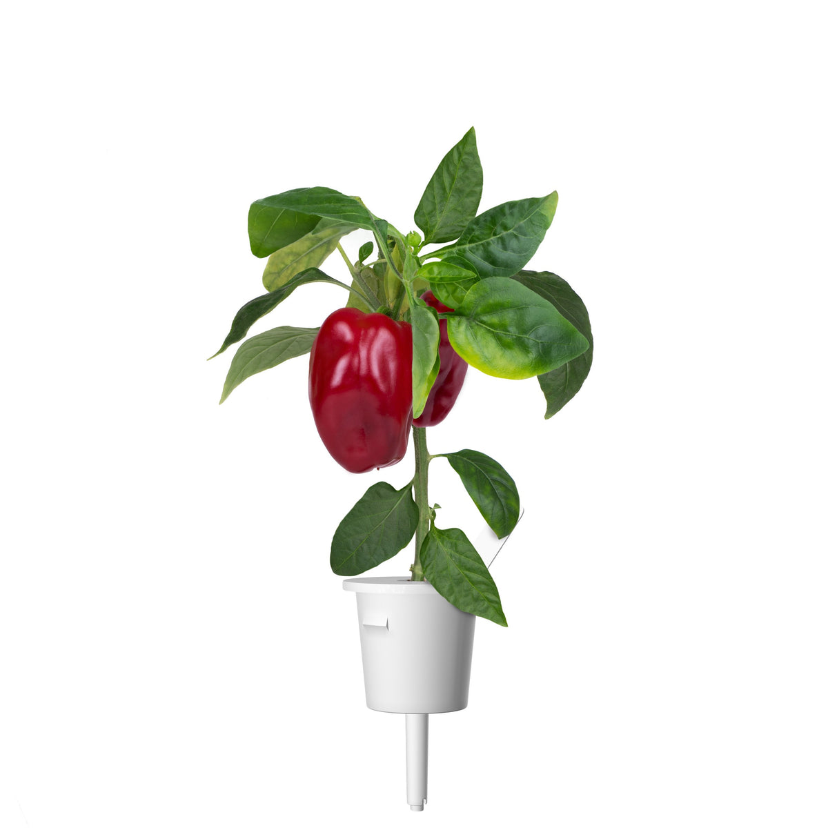 Red Sweet Pepper Plant Pods 9-pack / Red Sweet Pepper Plant Pods 9-pack