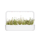 Thyme Plant Pods 9-pack