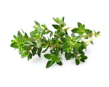 Thyme Plant Pods 30-pack