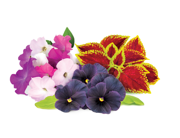 Vibrant Flower Mix 9-pack