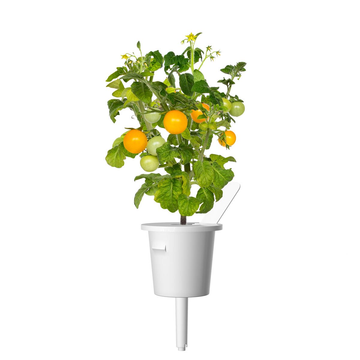 Yellow Mini Tomato Plant Pods 9-pack / Mini Tomato (Lycopersicon esculentum) plant pod. Click & Grow.