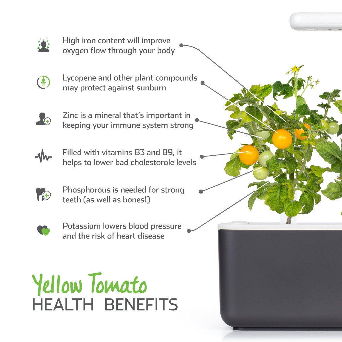 Yellow Mini Tomato Plant Pods 9-pack / Health benefits of yellow tomatoes (Lycopersicon esculentum). Click & Grow.