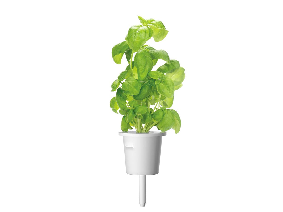 Basil Plant Pods 9-pack / Basil Plant Pods 9-pack