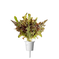 Red Oakleaf Lettuce Plant Pods 9-pack / Red Oakleaf Lettuce Plant Pods 9-pack