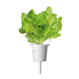 Green Lettuce Plant Pods 9-pack