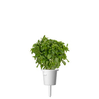 Dwarf Basil Plant Pods 9-pack / Dwarf Basil (Ocimum basilicum) plant pod - Click & Grow indoor garden