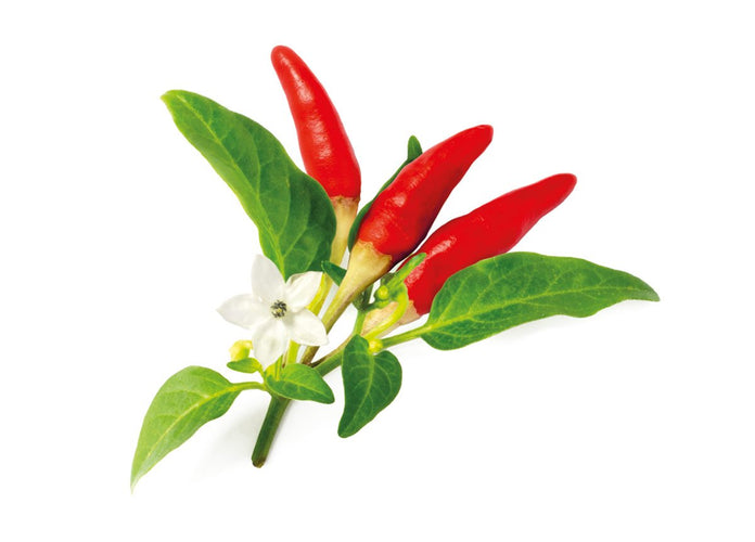 Red Hot Chili Pepper Plant Pods 9-pack