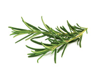 Rosemary Plant Pods 9-pack / Growing rosemary (Rosmarinus officinalis) using Click & Grow's indoor garden. Cooking with Rosemary and Rosemary Oil Benefits.