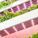 The Wall Farm Indoor Vertical Garden