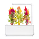 Cockscomb Plant Pods 3-pack