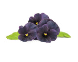 Click & Grow Indoor Herb Garden Black Pansy