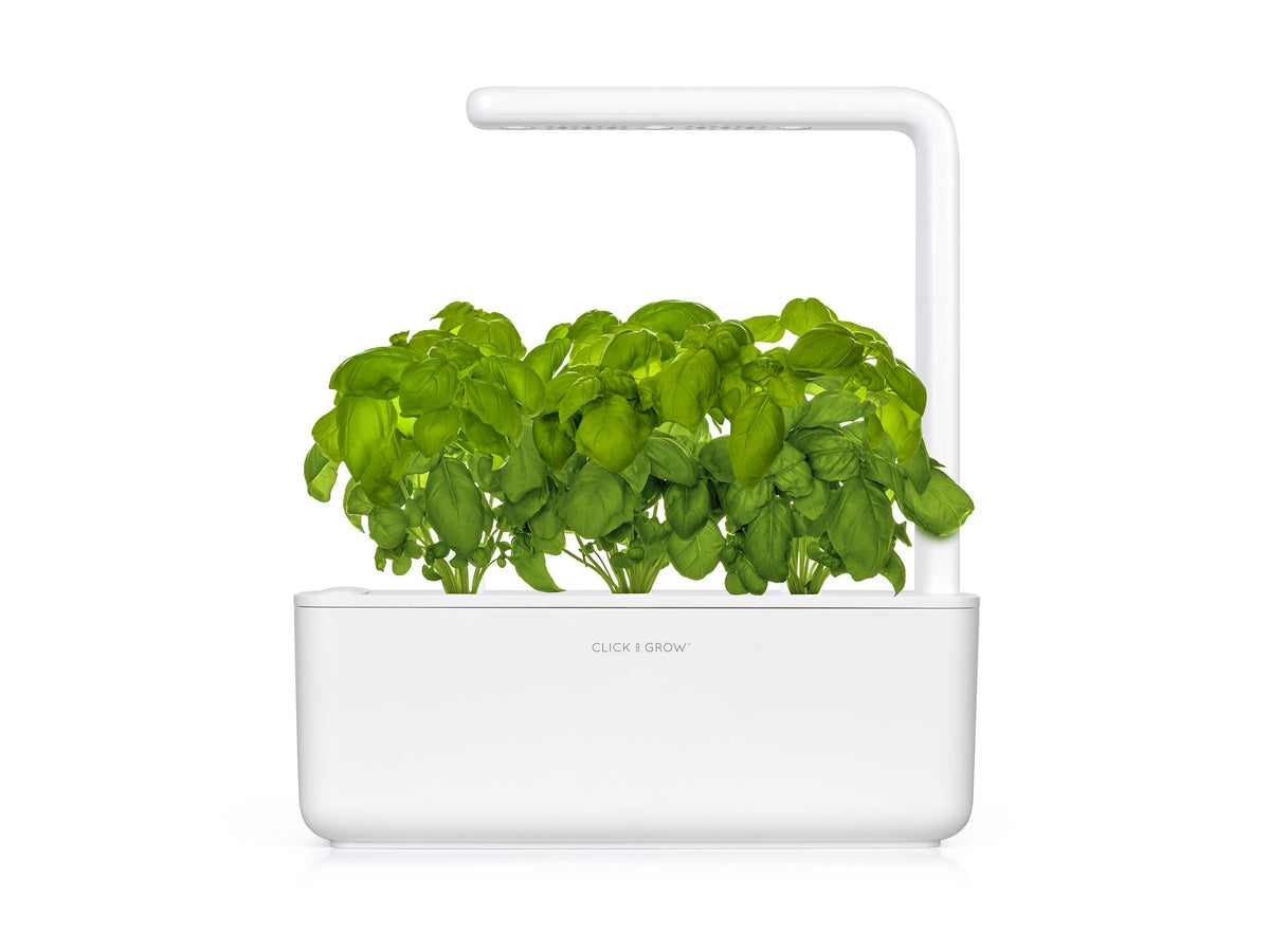 Basil Plant Pods / Basil Plant Pods