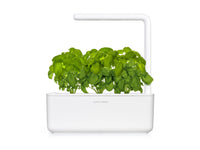 Basil Plant Pods / Basil Plant Pods