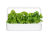 Basil Plant Pods / Basil Plant Pods