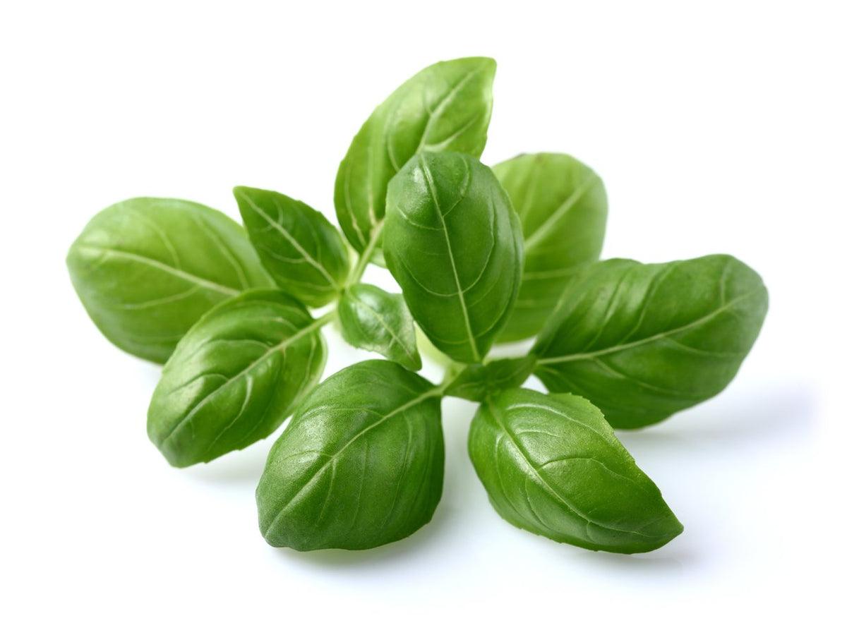 Basil Plant Pods / Basil Plant Pods