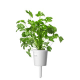 Cilantro (Coriander) Plant Pods 3-pack