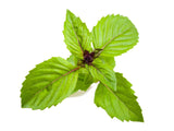Cinnamon Basil - grow basil at home with a smart indoor herb garden