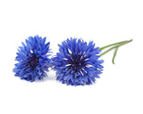 Cornflower Plant Pods 3-pack
