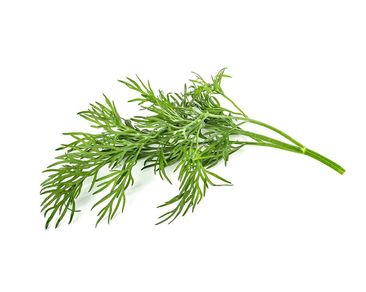 Dill Plant Pods / Dill capsule - Click & Grow indoor garden - grow dill (Anethum graveolens) at home