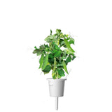 Dwarf Pea Plant Pods 3-pack