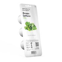 Green Lettuce Plant Pods / Green Lettuce Plant Pods