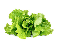 Green Lettuce Plant Pods / Green Lettuce Plant Pods