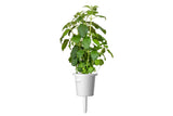 Holy Basil Plant Pods 3-pack