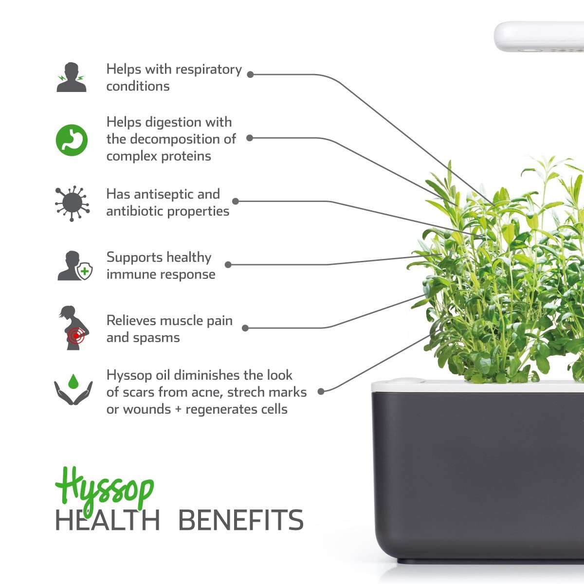 Hyssop Plant Pods / Health benefits of hyssop (Hyssopus officinalis) - Click & Grow indoor garden