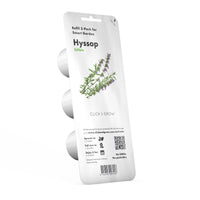 Hyssop Plant Pods / Hyssop Plant Pods