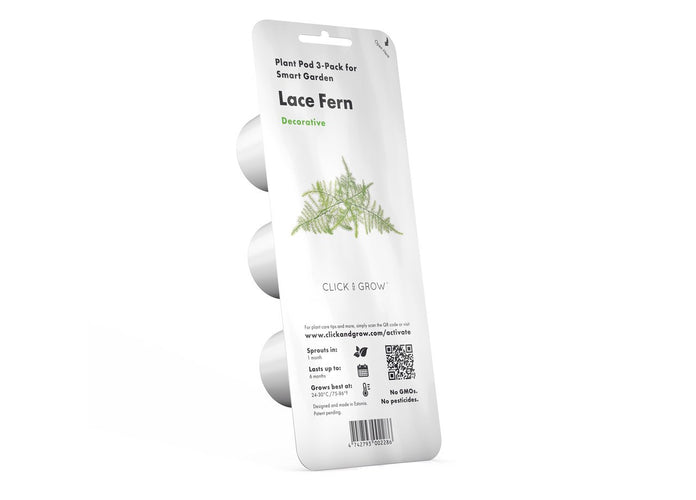 Lace Fern Plant Pods - 3-pack