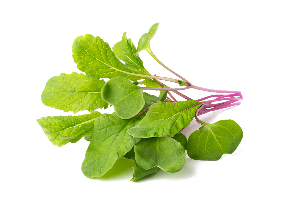 Leaf Radish Plant Pods / Leaf Radish Plant Pods