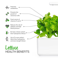 Green Lettuce Plant Pods / Green Lettuce Plant Pods