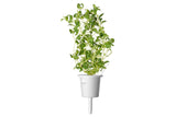Marjoram Plant Pods 3-pack