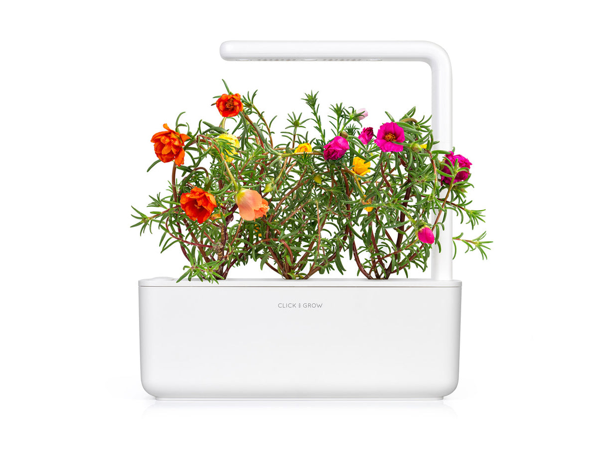 Moss Rose Plant Pods / Moss Rose Plant Pods