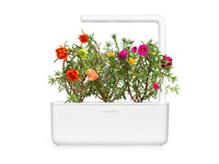 Moss Rose Plant Pods / Moss Rose Plant Pods