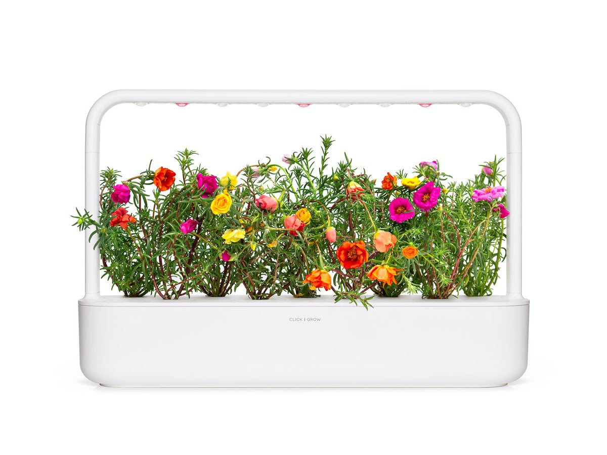 Moss Rose Plant Pods / Moss Rose Plant Pods