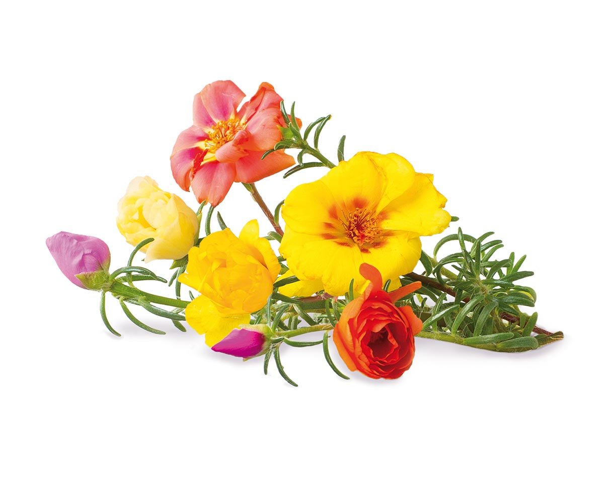 Moss Rose Plant Pods / Moss Rose Plant Pods