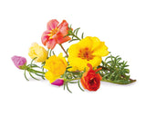Moss Rose Plant Pods 3-pack