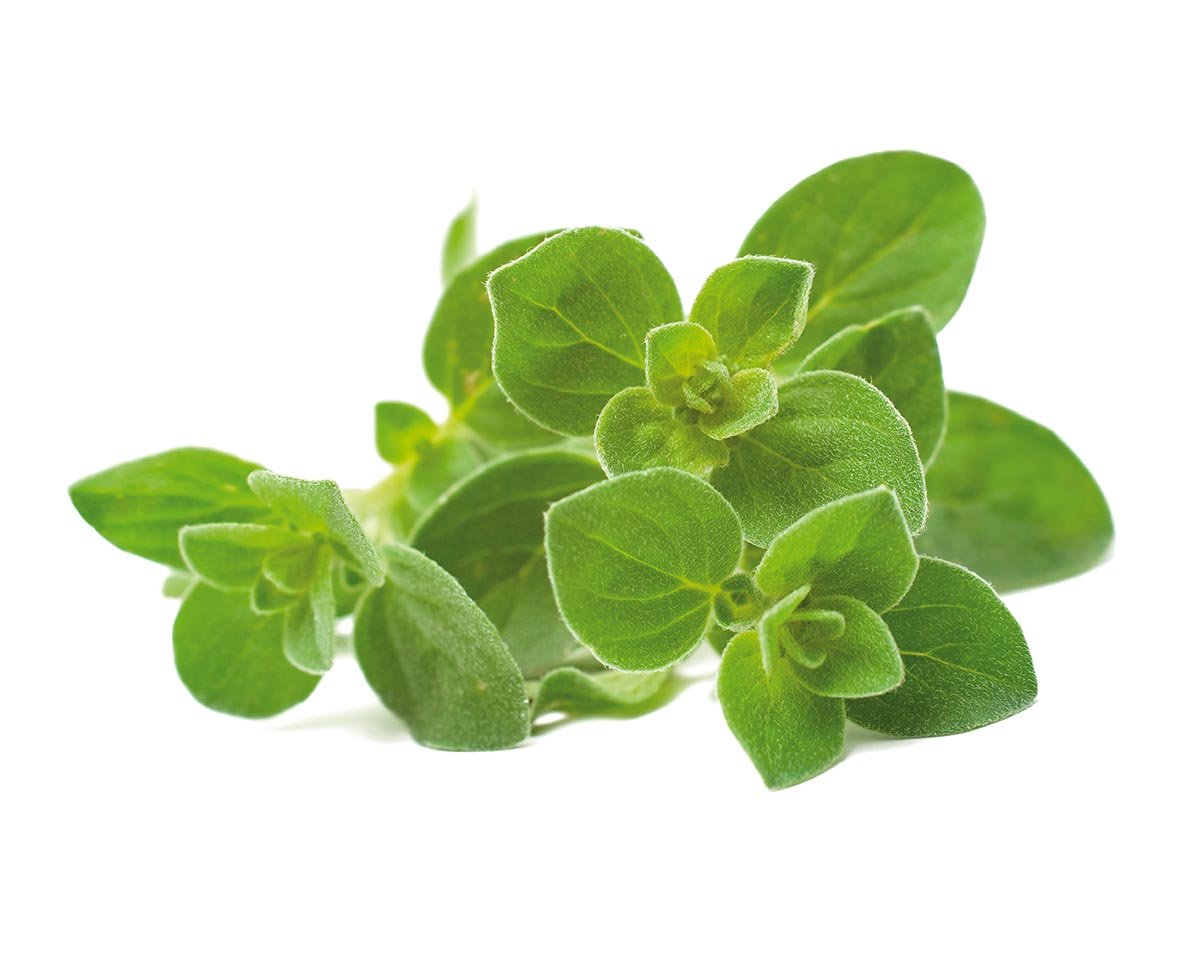 Oregano Plant Pods / Oregano Plant Pods