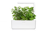 Peppermint Plant Pods 3-pack