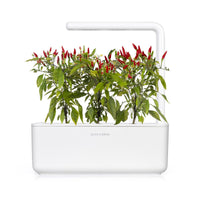 Piri Piri Chili Pepper Plant Pods / Piri Piri Chili Pepper grow chili pepper at home Click & Grow indoor garden