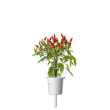 Piri Piri Chili Pepper Plant Pods 3-pack