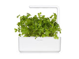 Parsley (Petroselinum crispum) capsule - Click & Grow indoor garden