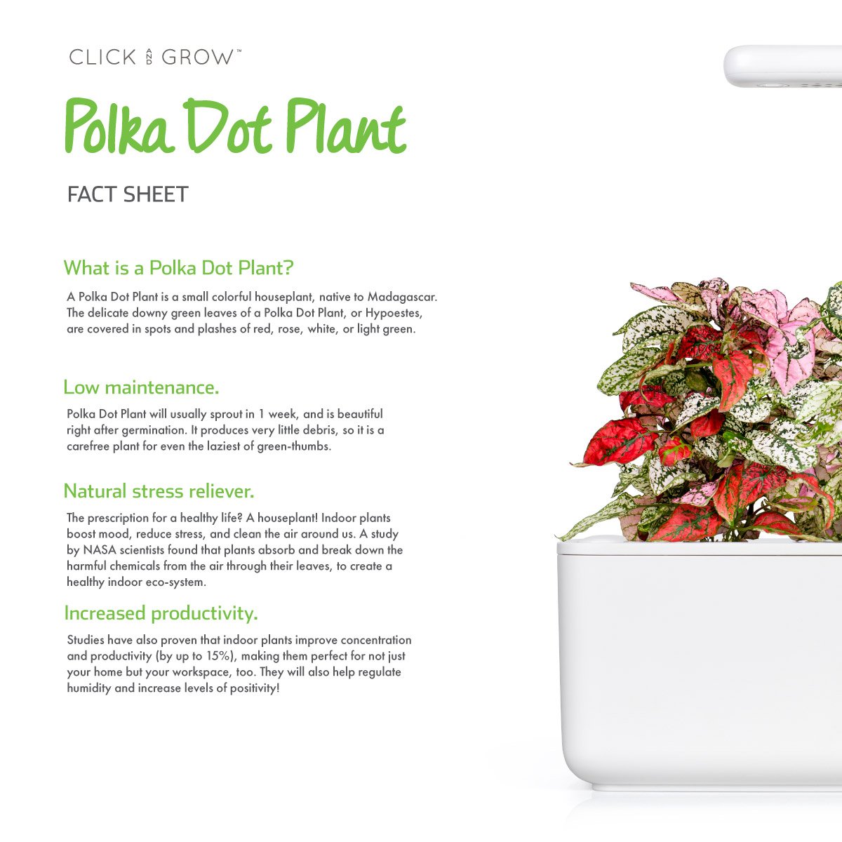 Polka Dot Flower Plant Pods / Polka Dot Flower (Hypoestes phyllostachya) - fact sheet. Click & Grow indoor garden.