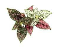 Polka Dot Flower Plant Pods / Polka Dot Flower (Hypoestes phyllostachya) capsule - Click & Grow indoor garden