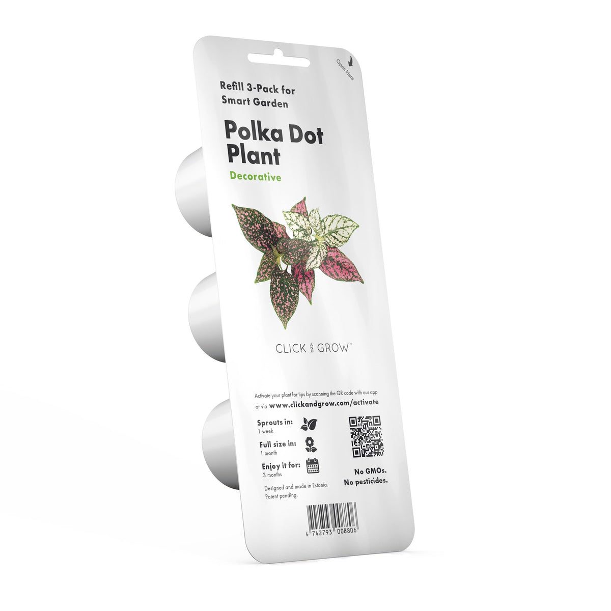Polka Dot Flower Plant Pods / Polka Dot Flower (Hypoestes phyllostachya) capsule. Click & Grow. 