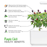 Purple Chili Pepper Plant Pods 3-pack